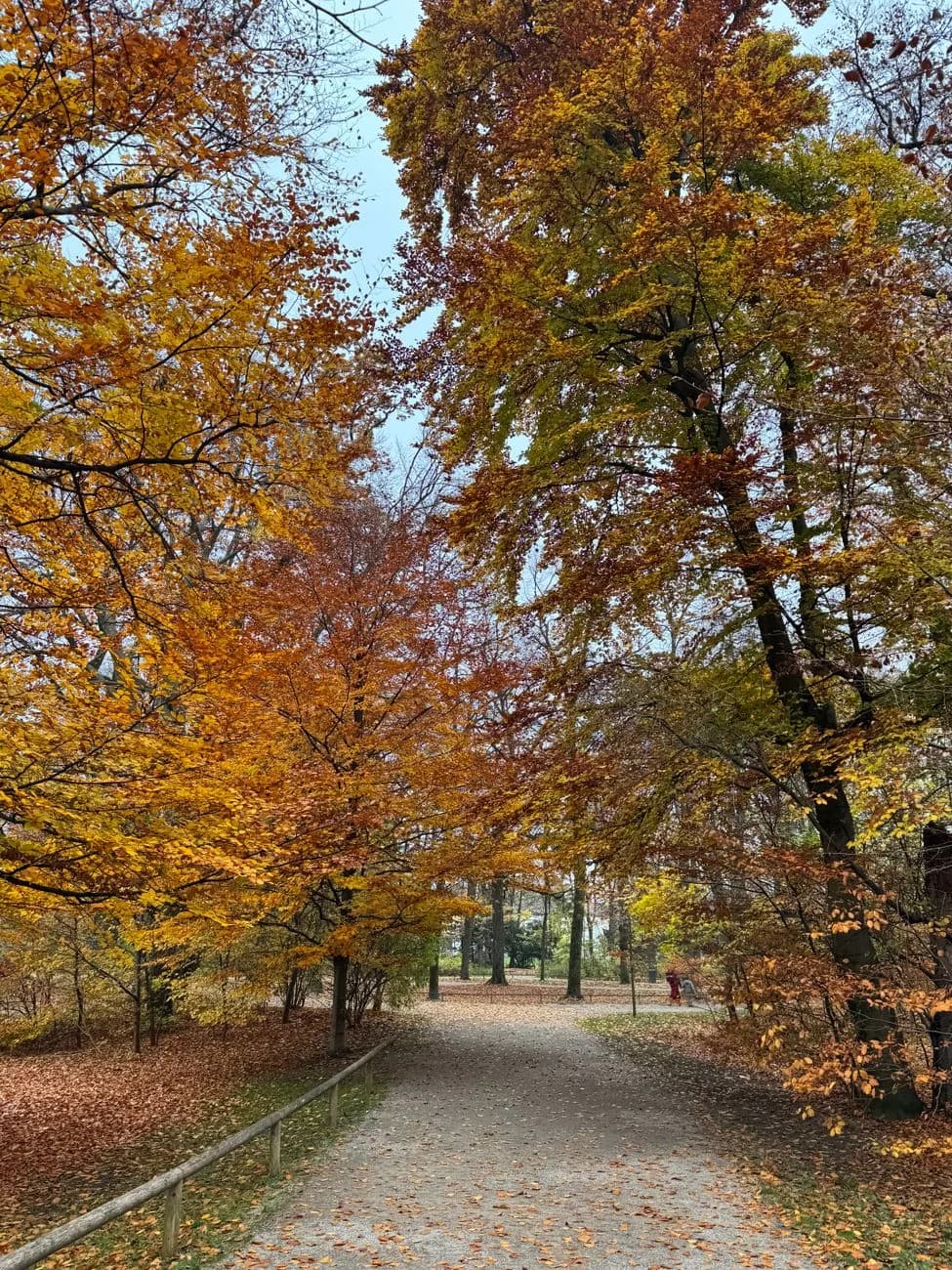 Allée d'automne dans l'Englischer Garten à Munich