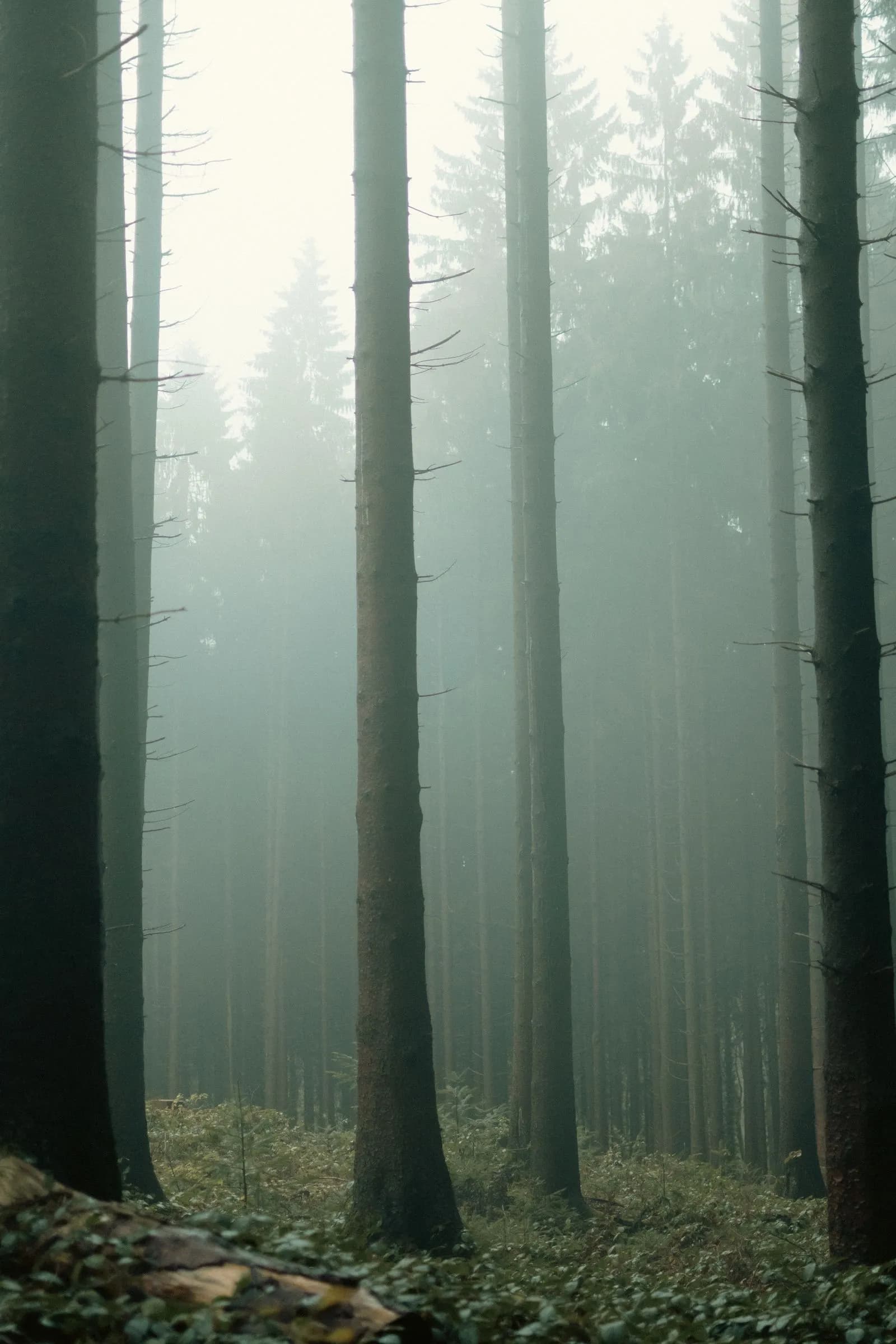 Triberg chutes d'eau Forêt Noire