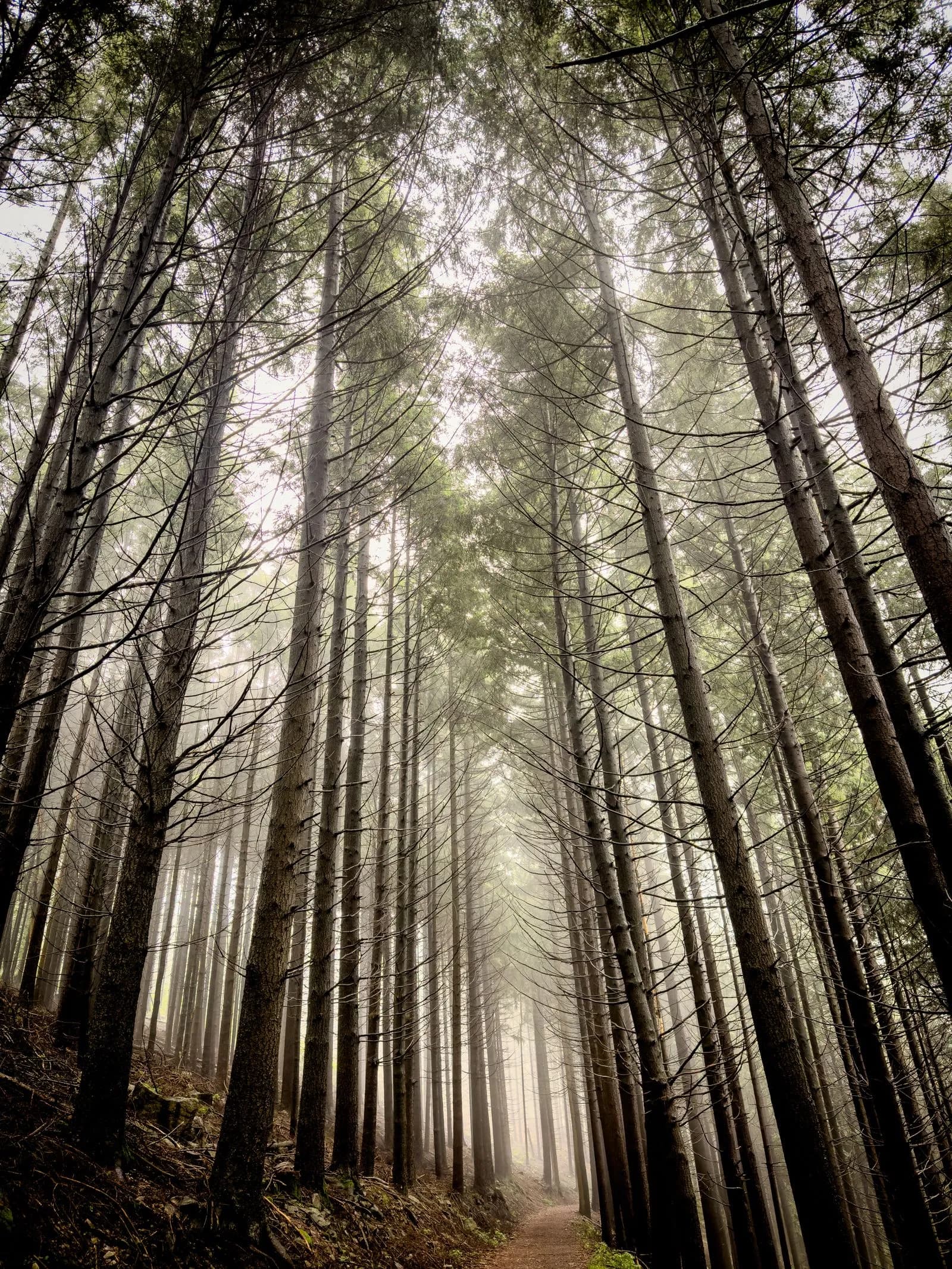 Forêt Noire - sapins et brume